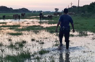Pudo haber ocurrido una tragedia si no sacaban 72 vacunos de la ruta 16 