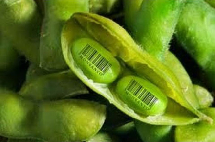 monsanto-grano.jpg