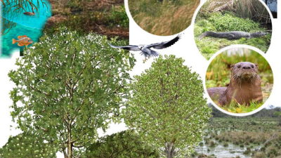 Flora y fauna de los humedales