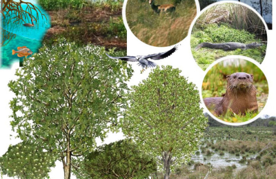 Flora y fauna de los humedales