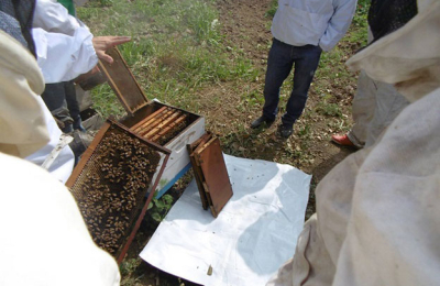 El Chaco, única provincia que instaló apiarios de vigilancia para detectar el escarabajo de la colmena