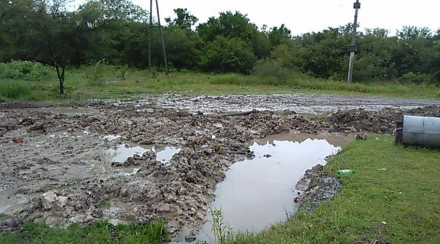 caraguata2.jpg