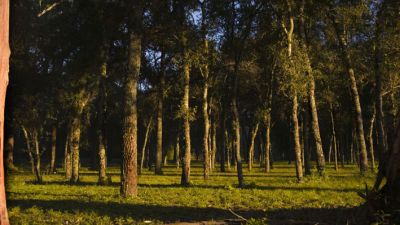 Parque Nacional Chaco: naturaleza pura