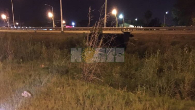 Conductores alertaron presencia de animales sobre colectora de ruta 16
