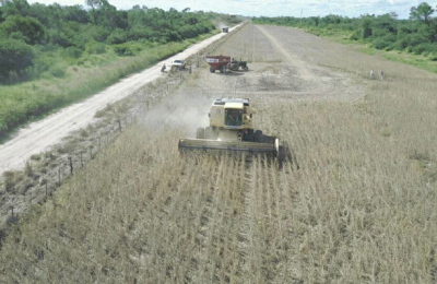 Casi 2 millones de toneladas de soja se cosecharon en la última campaña en el Chaco