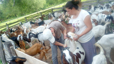 El Chaco puede potenciar la actividad caprina a 600.000 cabezas