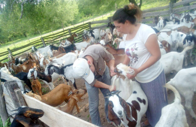 El Chaco puede potenciar la actividad caprina a 600.000 cabezas