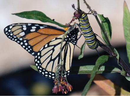 mariposa.jpg