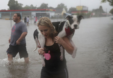 harvey93.jpg