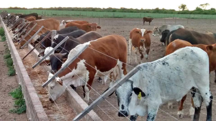 GANADERIA-VACAS.jpg