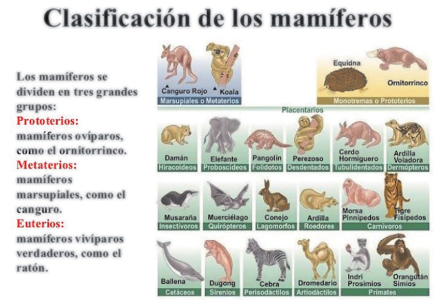 mamiferos 2.jpg