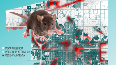 El problema de las ratas en Resistencia: verdulerías y supermercados, los lugares preferidos