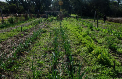 “Hoy el hábito alimenticio es regulado por el mercado”