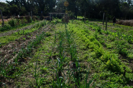 Camas de siembra.jpg