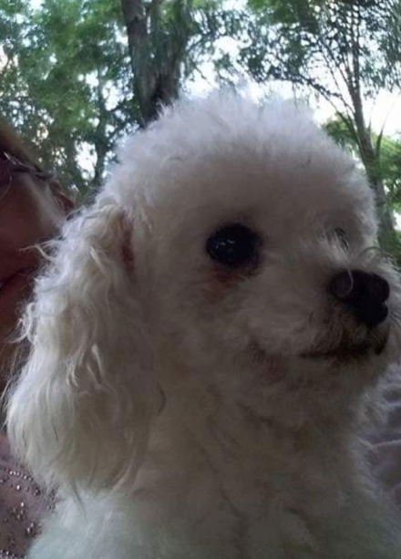 perrito.jpg