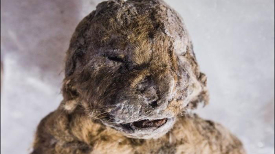 Hallan en Siberia un cachorro de león de 40 mil años