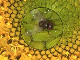 mosquita.jpg
