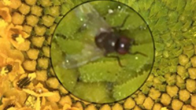 Preocupación por registro de la mosquita del capítulo en el sudoeste