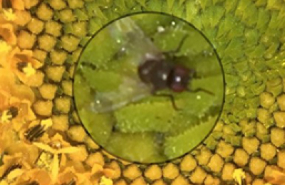 Preocupación por registro de la mosquita del capítulo en el sudoeste