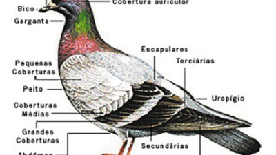 Aves icónicas, versátiles y cosmopolitas: Las palomas