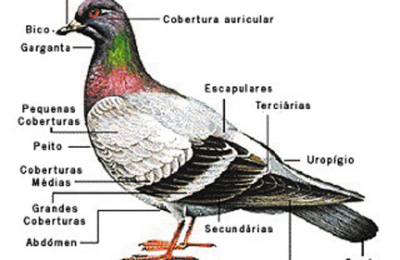 Aves icónicas, versátiles y cosmopolitas: Las palomas
