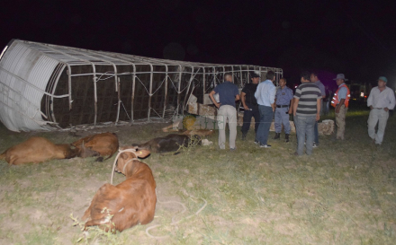 tumbo camion con vacas2.JPG