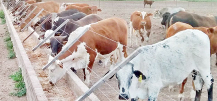 vacas.jpg