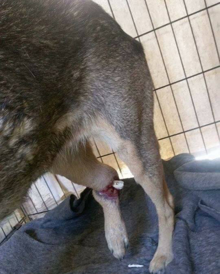 perro2.jpg