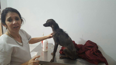 perrito.jpg