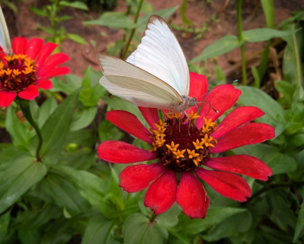 mariposa 2.jpg
