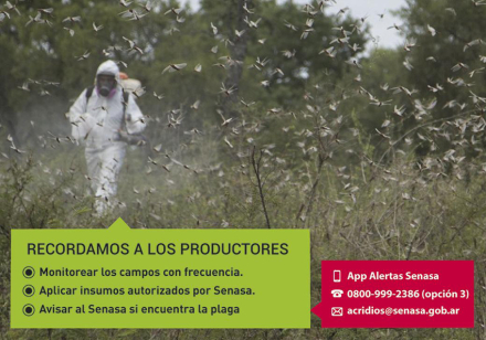 langosta 1.jpg