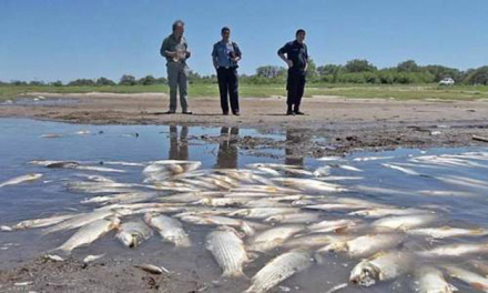 peces.jpg