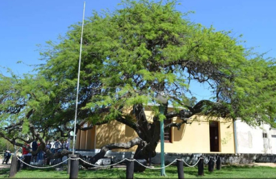 El valor turístico del algarrobo que cobijó a Manuel Belgrano  