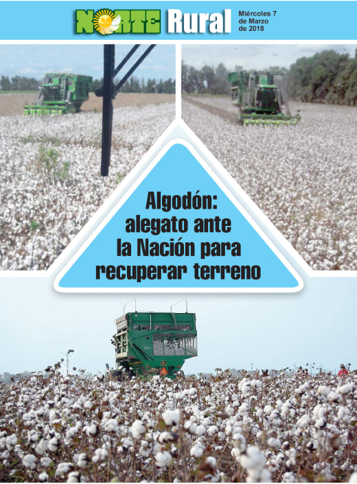 Algodón: alegato ante la Nación para recuperar terreno