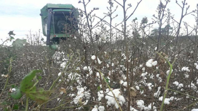 La cosecha de algodón en marcha, con rindes dispares y pensando en la proxima campaña