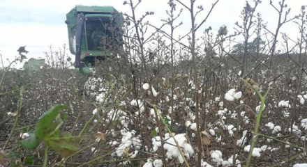 COSECHA-DE-ALGODON2018-(8).jpg