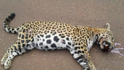 Una yaguareté preñada murió atropellada en una ruta de Misiones