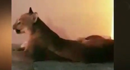 puma.jpg