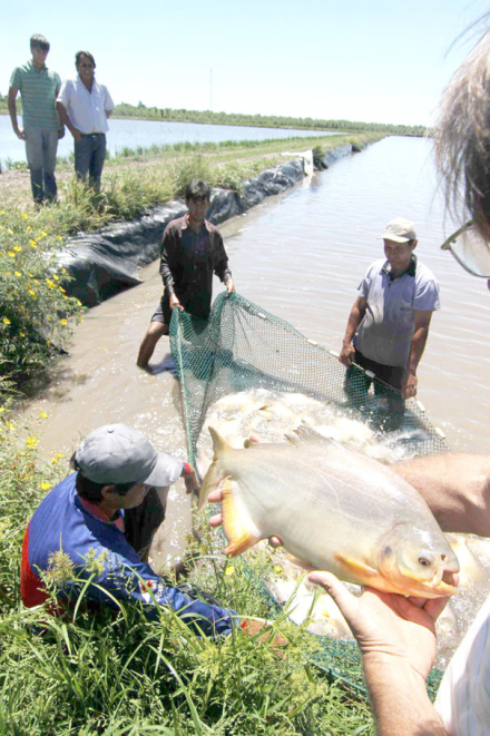 pacu 4.jpg