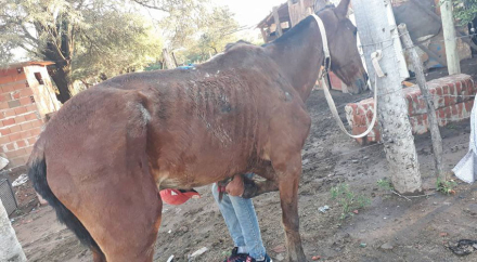 caballo 3.jpg