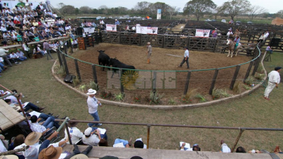 Más de 600 animales salen a la venta en Margarita Belén