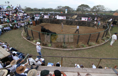 Más de 600 animales salen a la venta en Margarita Belén