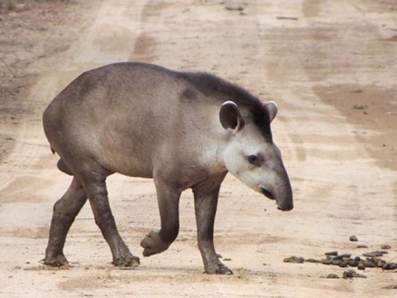 TAPIRm.jpg