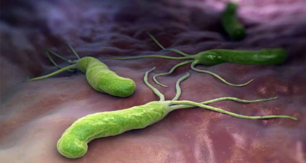 bacteria.jpg