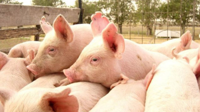 Un plan porcino provincial para lograr sustentabilidad en la producción