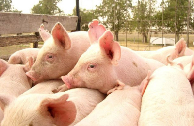 Un plan porcino provincial para lograr sustentabilidad en la producción
