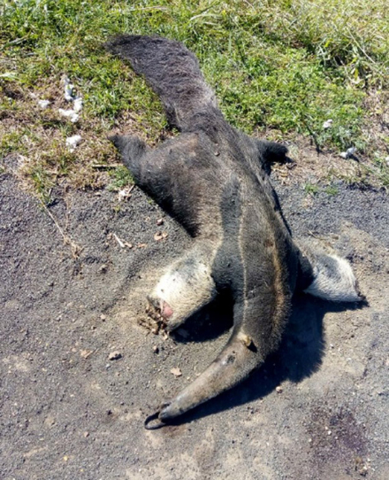 OSO-HORMIGUERO-ATROPELLADO.jpg