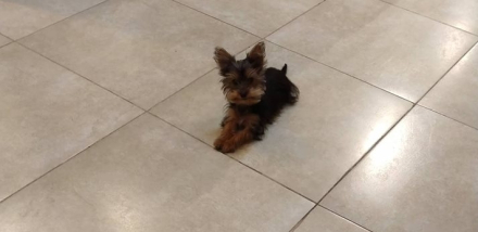 Perrito buscado.jpg copy