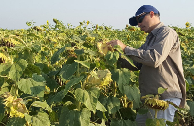 Girasol: gran expectativa por la campaña 2018-2019