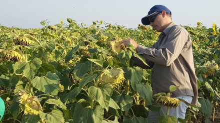 girasol.jpg